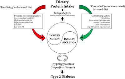 Dietary protein, amino acids and type 2 diabetes mellitus: a short review